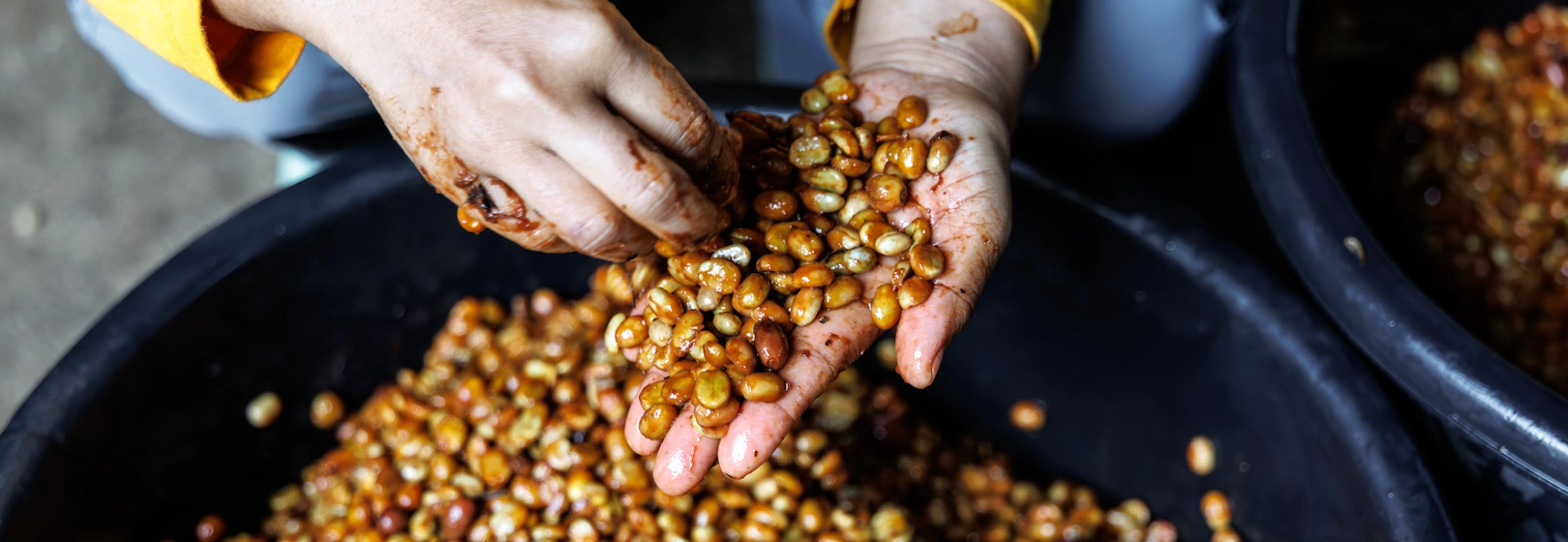 A producer holds co-fermented coffee above a tank.