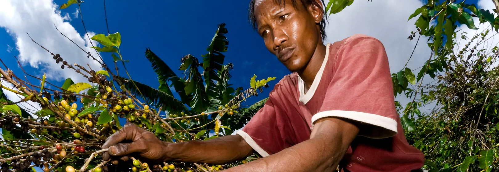 A man harvests Jamaica Blue Mountain coffee.